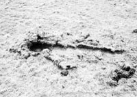 AP1-88 hovercraft during trial flights